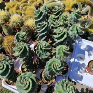 Spiral Cactus Plant Cereus Forbesii Spiralis - 3.5in Rare Rooted Cactus