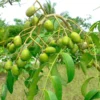 Spondias Dulcis June Plums Tropical Fruit Tree - Fruiting Variety