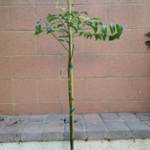 Spondias Dulcis (June Plums) Tropical Fruit Tree - Fruiting Variety