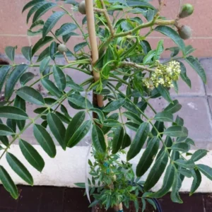 Spondias Dulcis (June Plums) Tropical Fruit Tree - Fruiting Variety