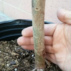 Spondias Dulcis (June Plums) Tropical Fruit Tree - Fruiting Variety