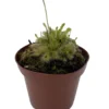Spoonleaf Sundew Plant - Drosera spathulata - Carnivorous - 3 Inch Pot - Insectivorous Plant
