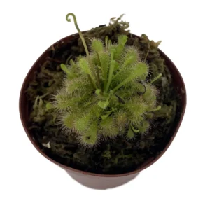 Spoonleaf Sundew Plant - Drosera spathulata - Carnivorous - 3 Inch Pot - Insectivorous Plant
