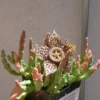 Stapelia Variegata Large Cluster Starfish Cactus Succulent