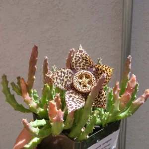 Stapelia Variegata Large Cluster Starfish Cactus Succulent