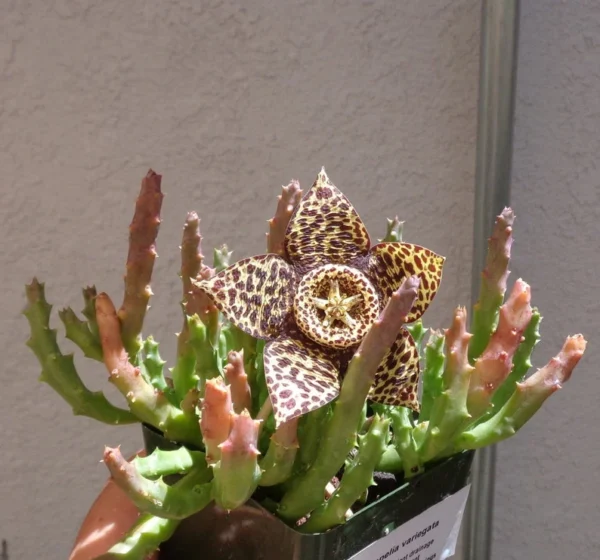 Stapelia Variegata Large Cluster Starfish Cactus Succulent