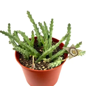 Stapelia Variegata Large Cluster Starfish Cactus Succulent