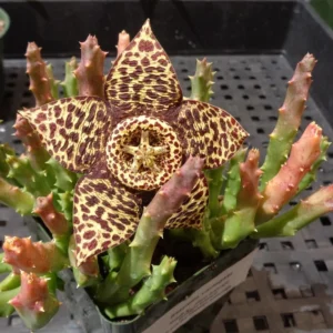 Stapelia Variegata Large Cluster Starfish Cactus Succulent