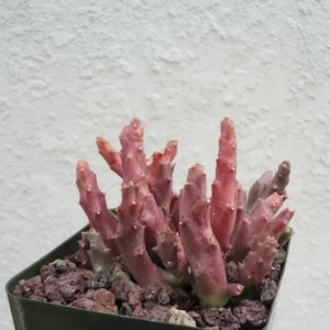 Stapelia Variegata Large Cluster Starfish Cactus Succulent