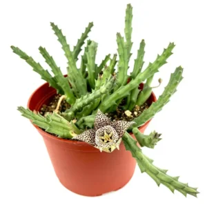 Stapelia Variegata Large Cluster Starfish Cactus Succulent