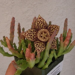 Stapelia Variegata Large Cluster Starfish Cactus Succulent