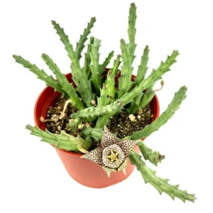 Stapelia Variegata Large Cluster Starfish Cactus Succulent