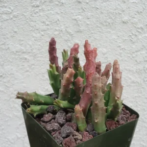 Stapelia Variegata Large Cluster Starfish Cactus Succulent