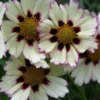 Star Cluster Coreopsis Lanceolata Live Plant - Laceleaf Tickseed Healthy Starter Plant Multicolor