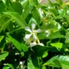 Star Jasmine Plants 15pk - Fragrant White Flowers - 2 inch Pots