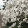 Star Magnolia Plant - 1 Gallon Magnolia Stellata Flowering Shrub
