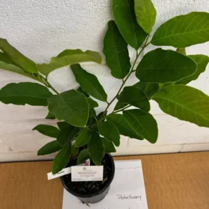 Star Magnolia Plant - 1 Gallon Magnolia Stellata Flowering Shrub
