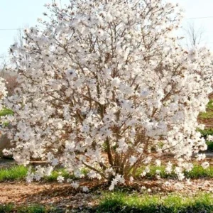 Star Magnolia Plant - 1 Gallon Magnolia Stellata Flowering Shrub