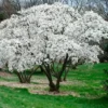 Star Magnolia Shrub Plant - 4" Pot Magnolia Stellata Tree 6-12 Inch Tall