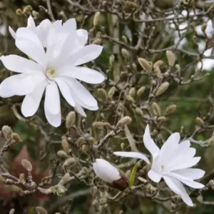 Star Magnolia Shrub Plant - 4" Pot Magnolia Stellata Tree 6-12 Inch Tall