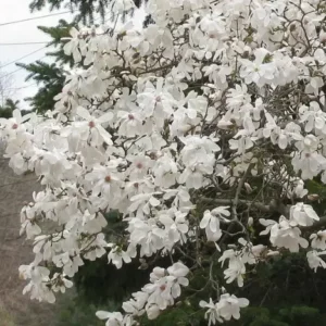 Star Magnolia Shrub Plant - 4
