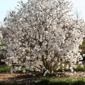 Star Magnolia Shrub Plant - 4