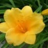 Stella De Oro Daylily Fans/Root Systems - 5 Pack - Golden Yellow Flowers