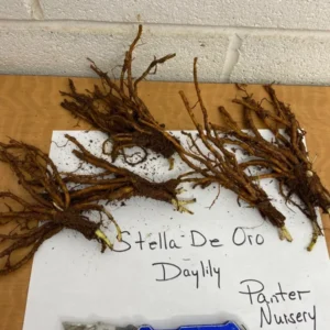 Stella De Oro Daylily Fans/Root Systems - 5 Pack - Golden Yellow Flowers