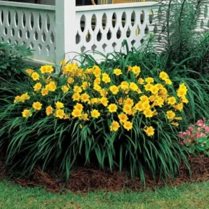 Stella De Oro Daylily Fans/Root Systems - 5 Pack - Golden Yellow Flowers