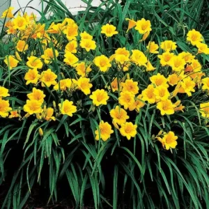Stella De Oro Daylily Fans/Root Systems - 5 Pack - Golden Yellow Flowers