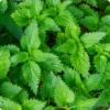 Stinging Nettle Herb Live Plant Collection, Organically Grown Herbs - 3 to 4" Pot - Edible and Flowering