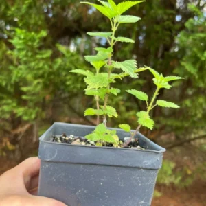 Stinging Nettle Herb Live Plant Collection, Organically Grown Herbs - 3 to 4" Pot - Edible and Flowering