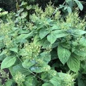 Stone Root Plants Collinsonia Canadensis - 10 Bare Root Organic Perennial Wildflower Transplant