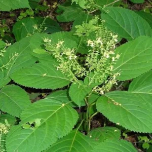 Stone Root Plants Collinsonia Canadensis - 20 Bare Root Organic Perennial Wildflower Native