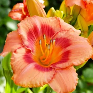 Strawberry Candy Daylily - 3 Reblooming Fans/Root Systems - Pink Flowers