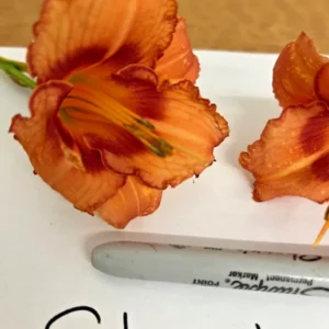 Strawberry Candy Daylily - 3 Reblooming Fans/Root Systems - Pink Flowers