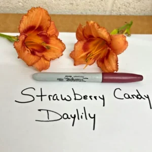 Strawberry Candy Daylily - 3 Reblooming Fans/Root Systems - Pink Flowers