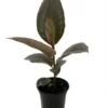 Strawberry Cream Ruby Rubber Tree Plant - Ficus - 4" Pot - Tropical Houseplant