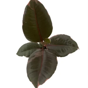 Strawberry Cream Ruby Rubber Tree Plant - Ficus - 4