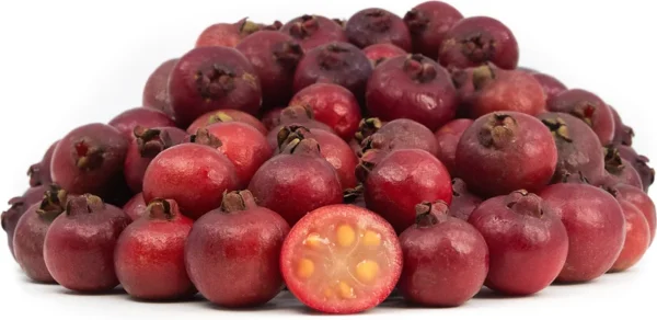 Strawberry Guava Tropical Fruit Tree - 3 to 4 ft Height - Edible Fruit
