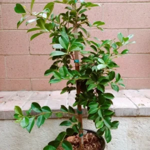 Strawberry Guava Tropical Fruit Tree - 3 to 4 ft Height - Edible Fruit