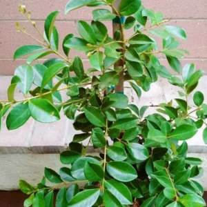 Strawberry Guava Tropical Fruit Tree - 3 to 4 ft Height - Edible Fruit