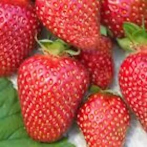 Strawberry Plant - 3 Tennessee Beauty Junebearing Perennial Fruit Plant