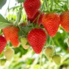 Strawberry Plants - 10 Junebearing Perennial Fruit Plants - Red Berries