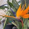 Strelitzia Reginae Orange Bird of Paradise Starter Live Plant - Tropical Crane Flower