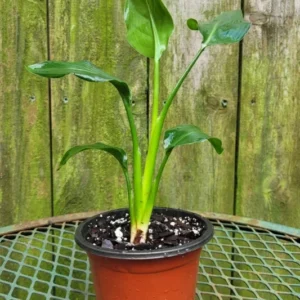 Strelitzia Reginae Orange Bird of Paradise Starter Live Plant - Tropical Crane Flower