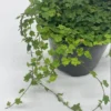 String of Frogs Plant - Ficus pumila quercifolia - 3" Pot - Miniature Oak Leaf Creeping Fig
