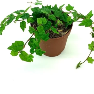 String of Frogs Plant - Ficus pumila quercifolia - 3