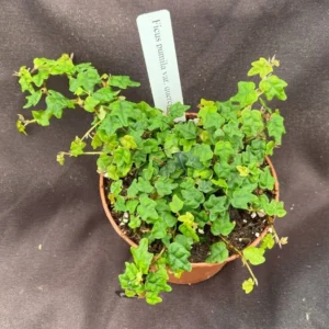 String of Frogs Plant - Ficus pumila quercifolia - 3