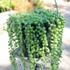 String of Pearls Plant Senecio rowleyanus Trailing Succulent 2.5" Pot